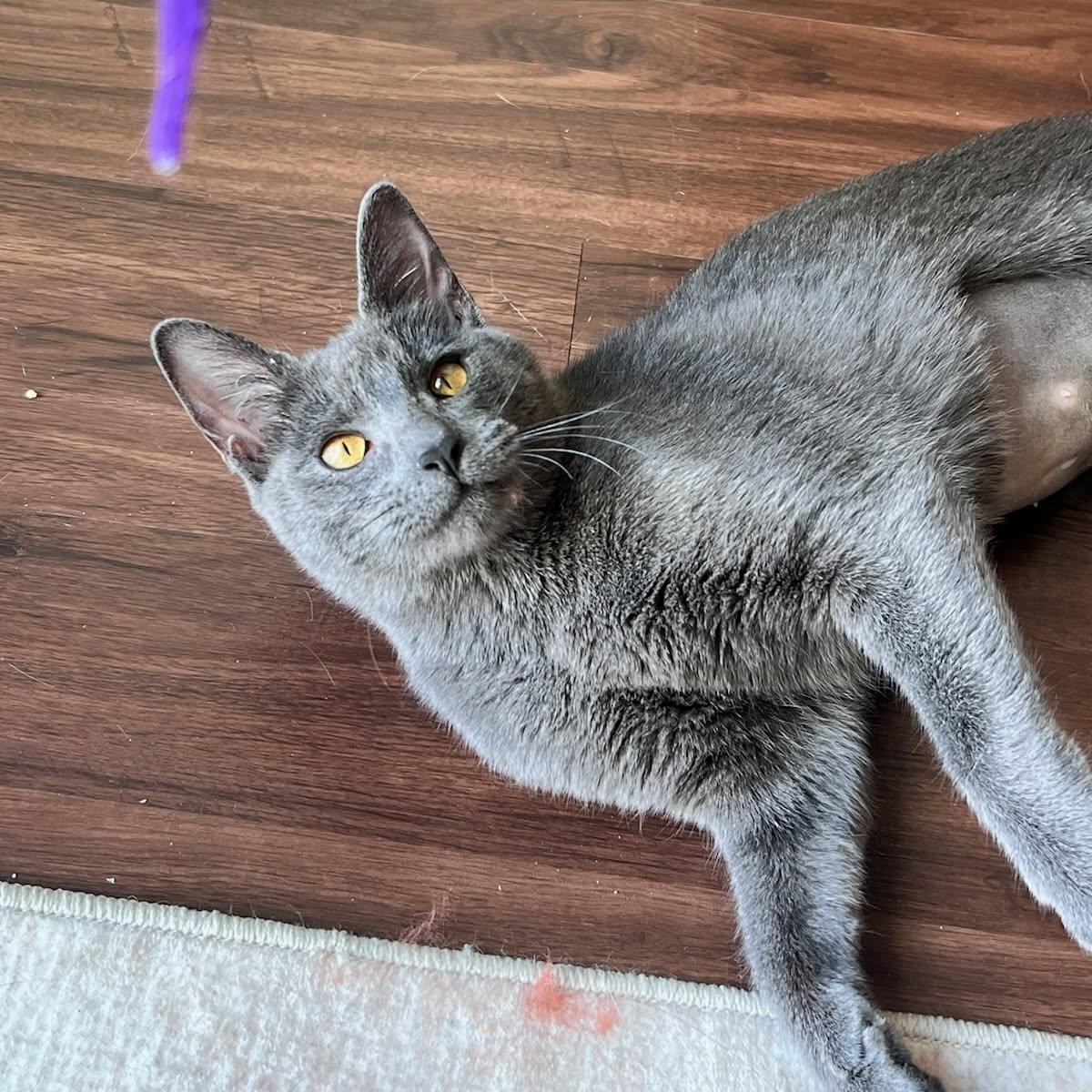 Enlarge Halo, a ADOPTABLE Russian Blue in Houston, TX image 1/6