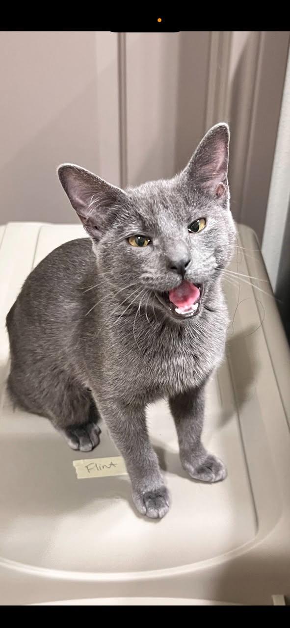 Enlarge Halo, a ADOPTABLE Russian Blue in Houston, TX image 6/6