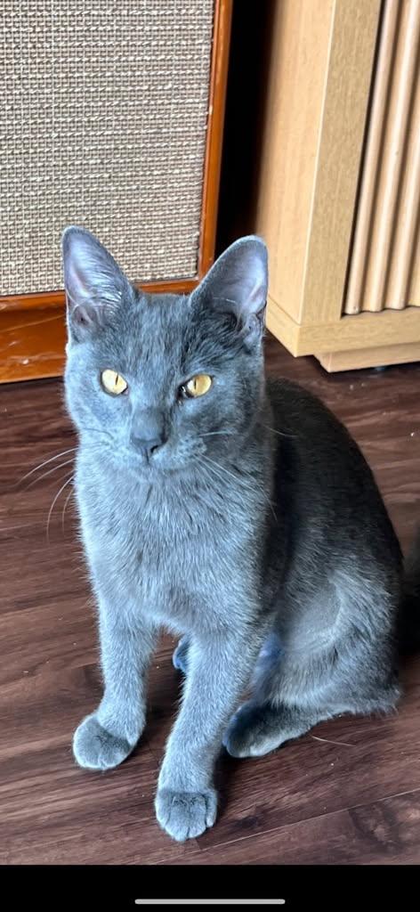 Enlarge Halo, a ADOPTABLE Russian Blue in Houston, TX image 5/6