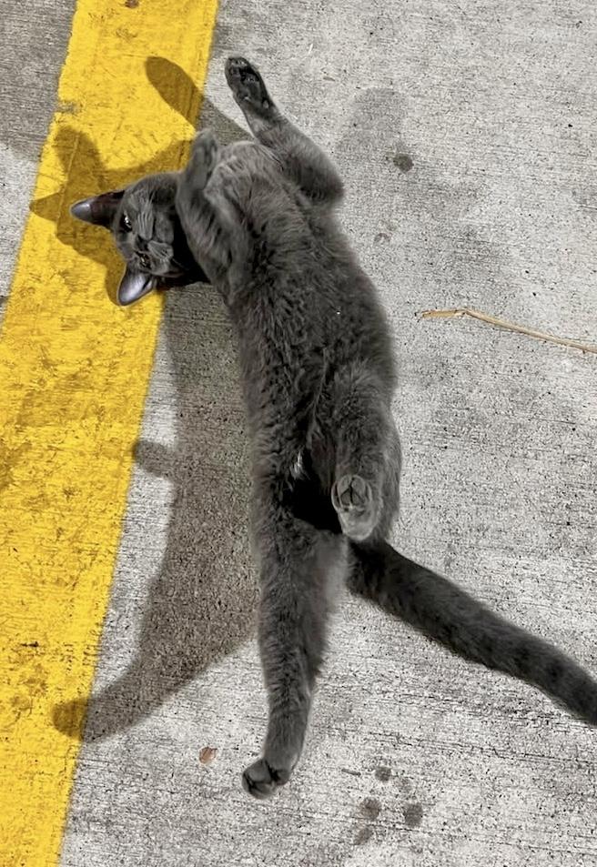 Enlarge Halo, a ADOPTABLE Russian Blue in Houston, TX image 2/6