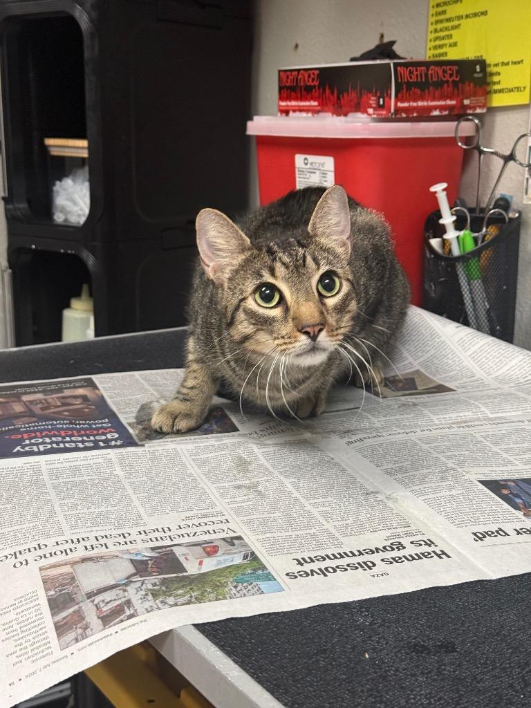 Connery, Adopted, Adult Male Domestic Short Hair.