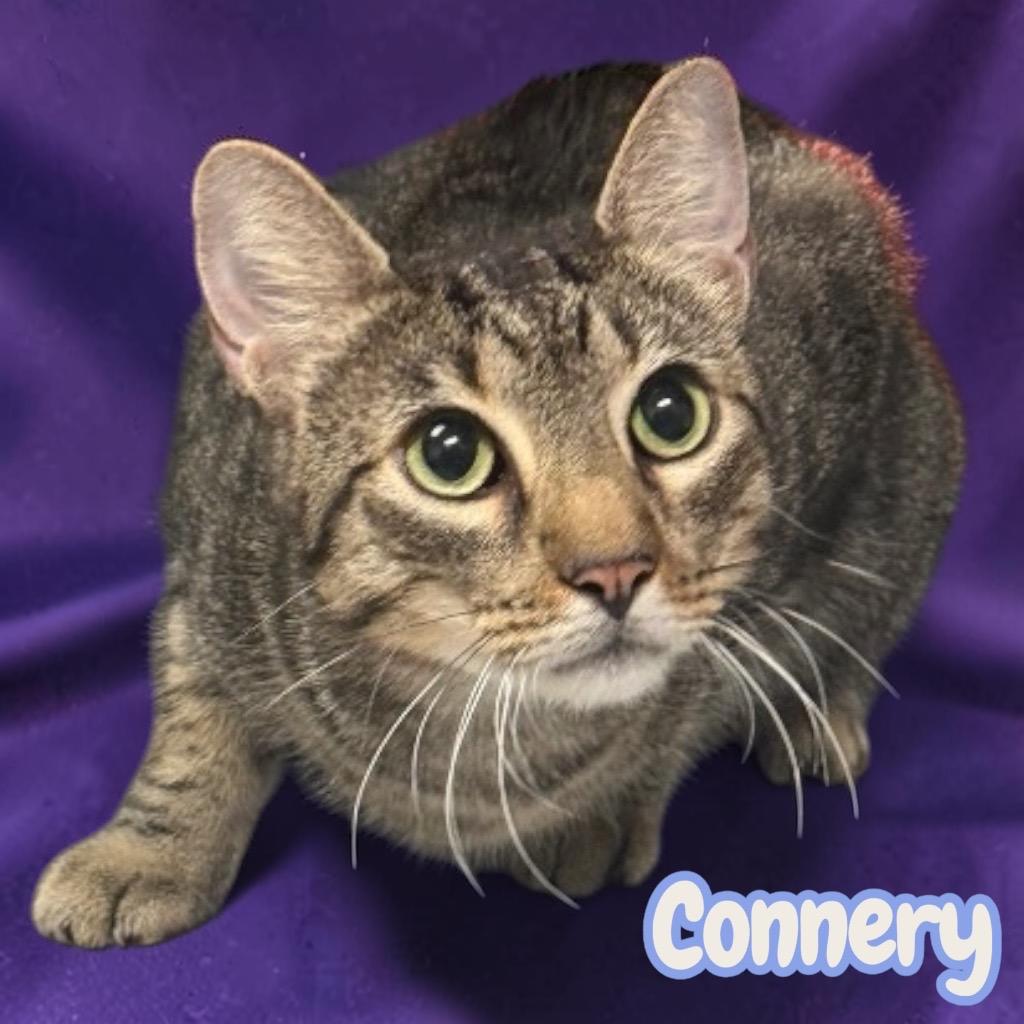 Enlarge Connery, a Adopted Domestic Short Hair in Sorrento, LA image 2/2