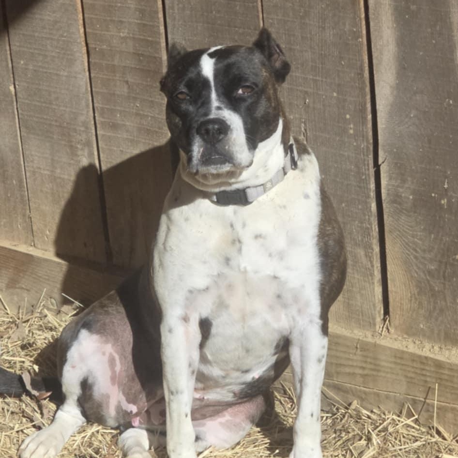 Enlarge Bunny B, a Adoptable Pit Bull Terrier in Orange, VA image 1/5