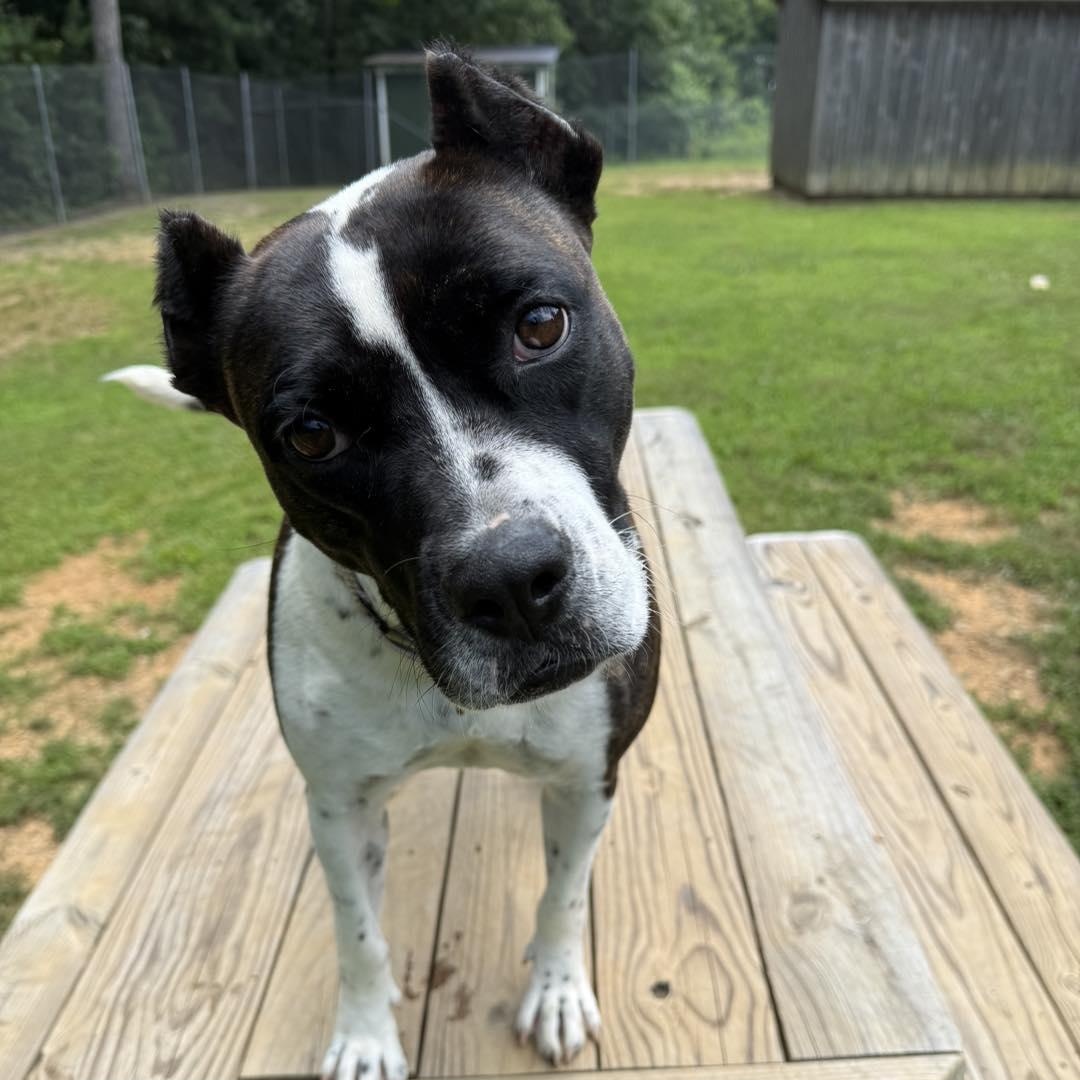 Bunny B, a Adoptable Pit Bull Terrier in Orange, VA image 1/5