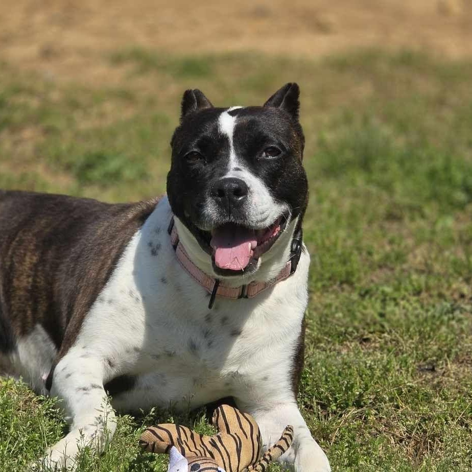 Bunny B, a Adoptable Pit Bull Terrier in Orange, VA image 4/5