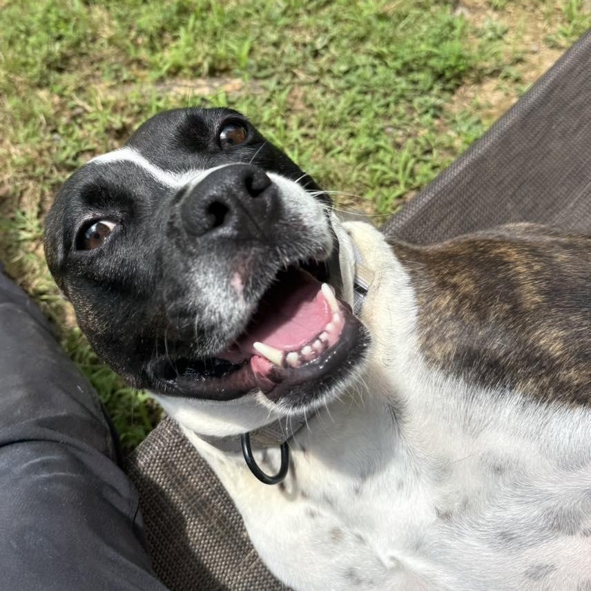 Bunny B, a Adoptable Pit Bull Terrier in Orange, VA image 2/5