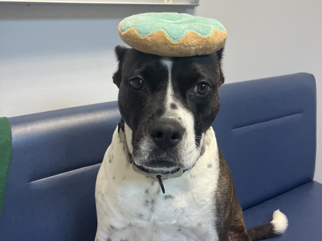 Bunny B, a Adoptable Pit Bull Terrier in Orange, VA image 4/5