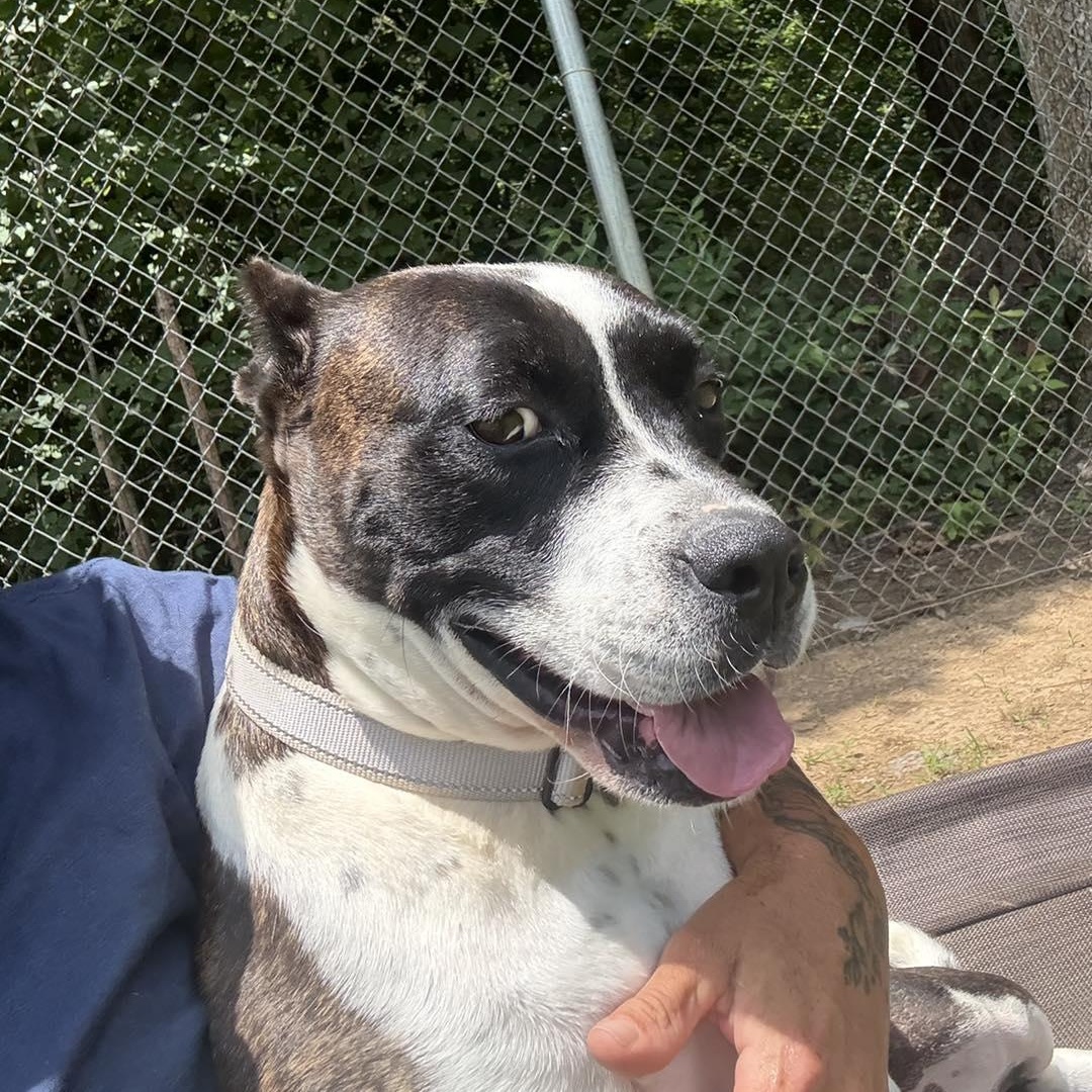 Bunny B, a Adoptable Pit Bull Terrier in Orange, VA image 3/5