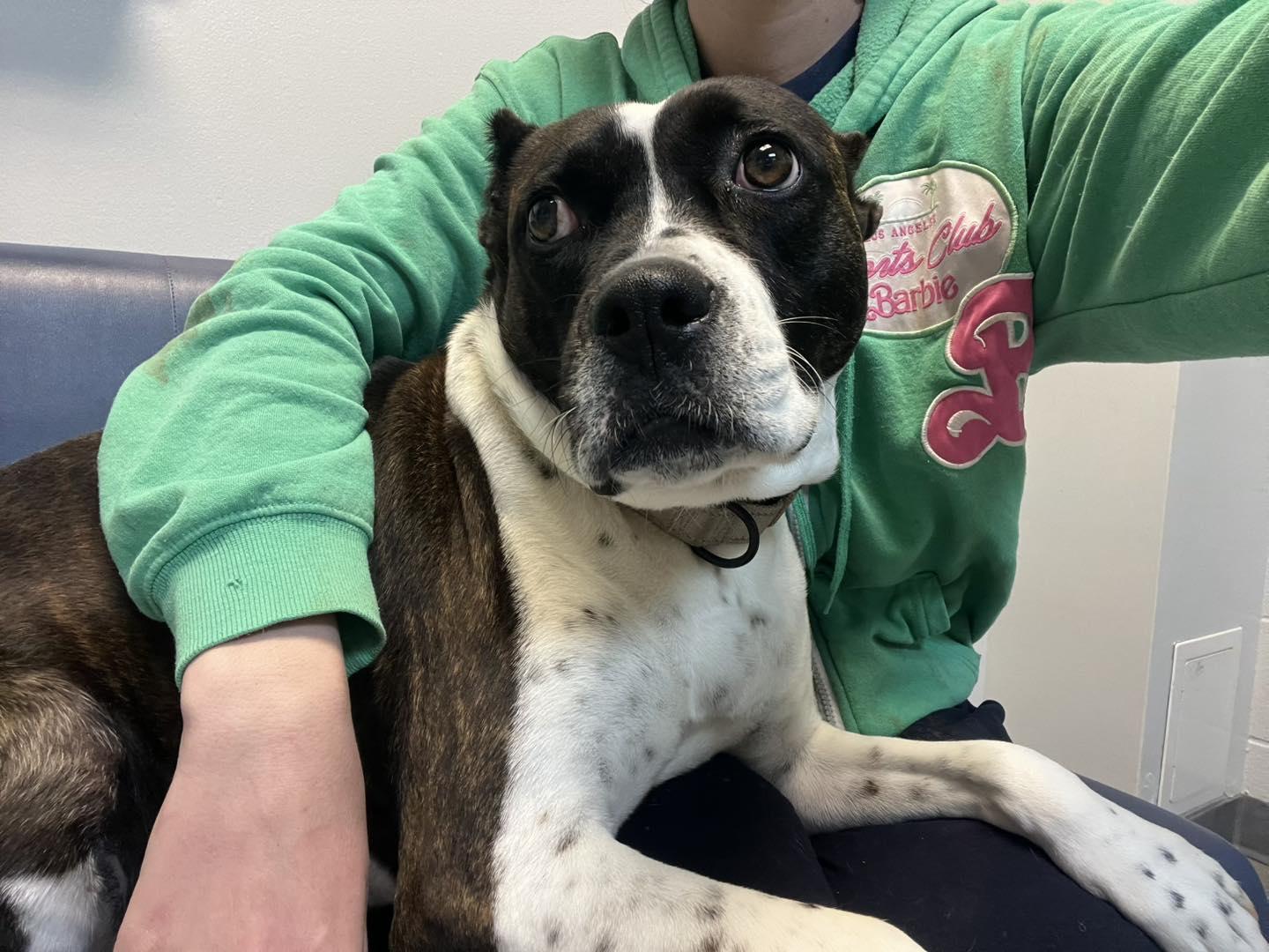 Bunny B, Adoptable, Adult Female Pit Bull Terrier.