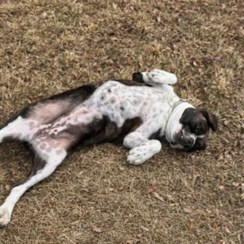 Enlarge Bunny B, a Adoptable Pit Bull Terrier in Orange, VA image 2/5