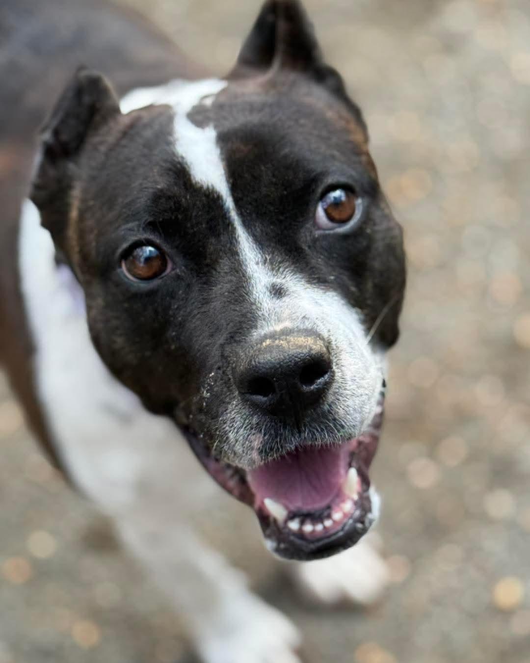 Bunny B, a Adoptable Pit Bull Terrier in Orange, VA image 5/5