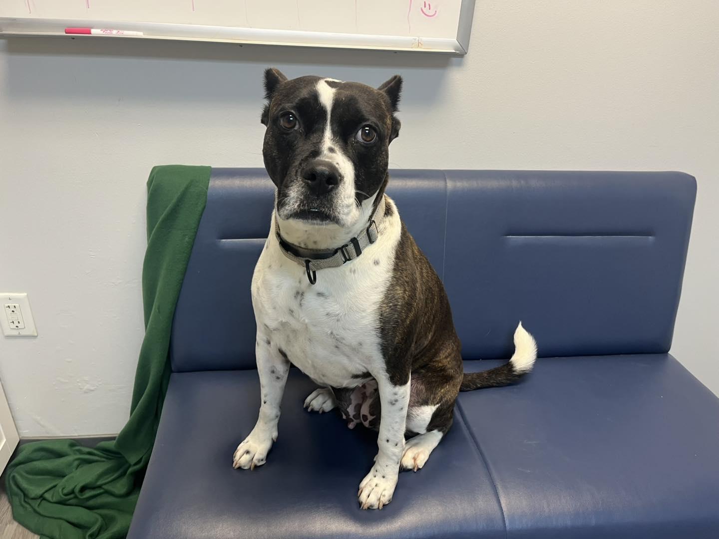 Bunny B, a Adoptable Pit Bull Terrier in Orange, VA image 3/5