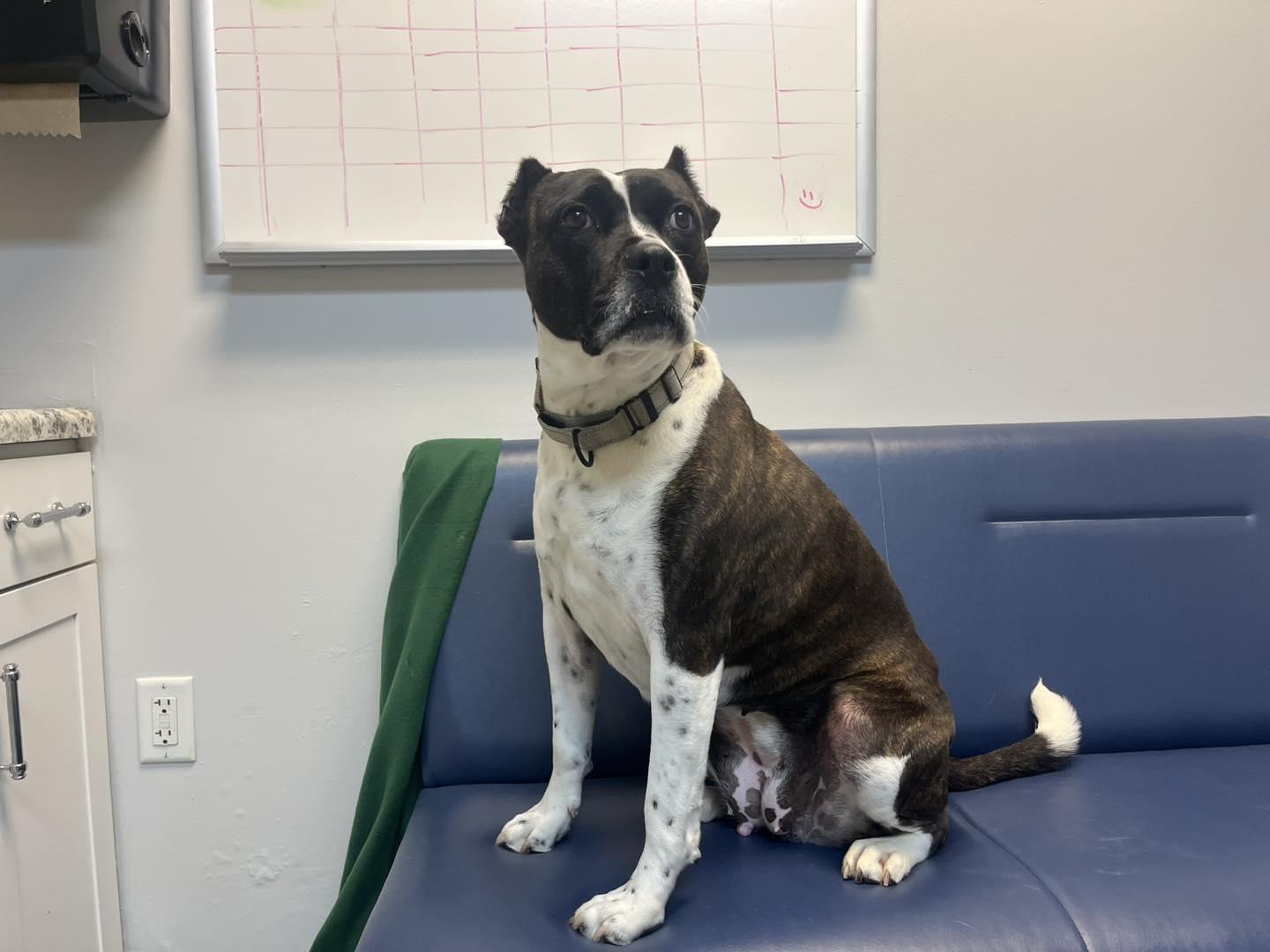 Bunny B, a Adoptable Pit Bull Terrier in Orange, VA image 2/5