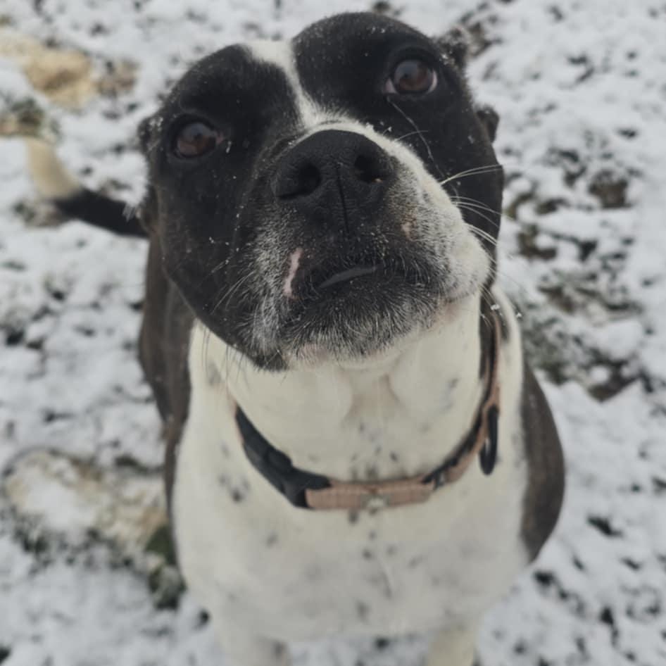 Enlarge Bunny B, a Adoptable Pit Bull Terrier in Orange, VA image 3/5