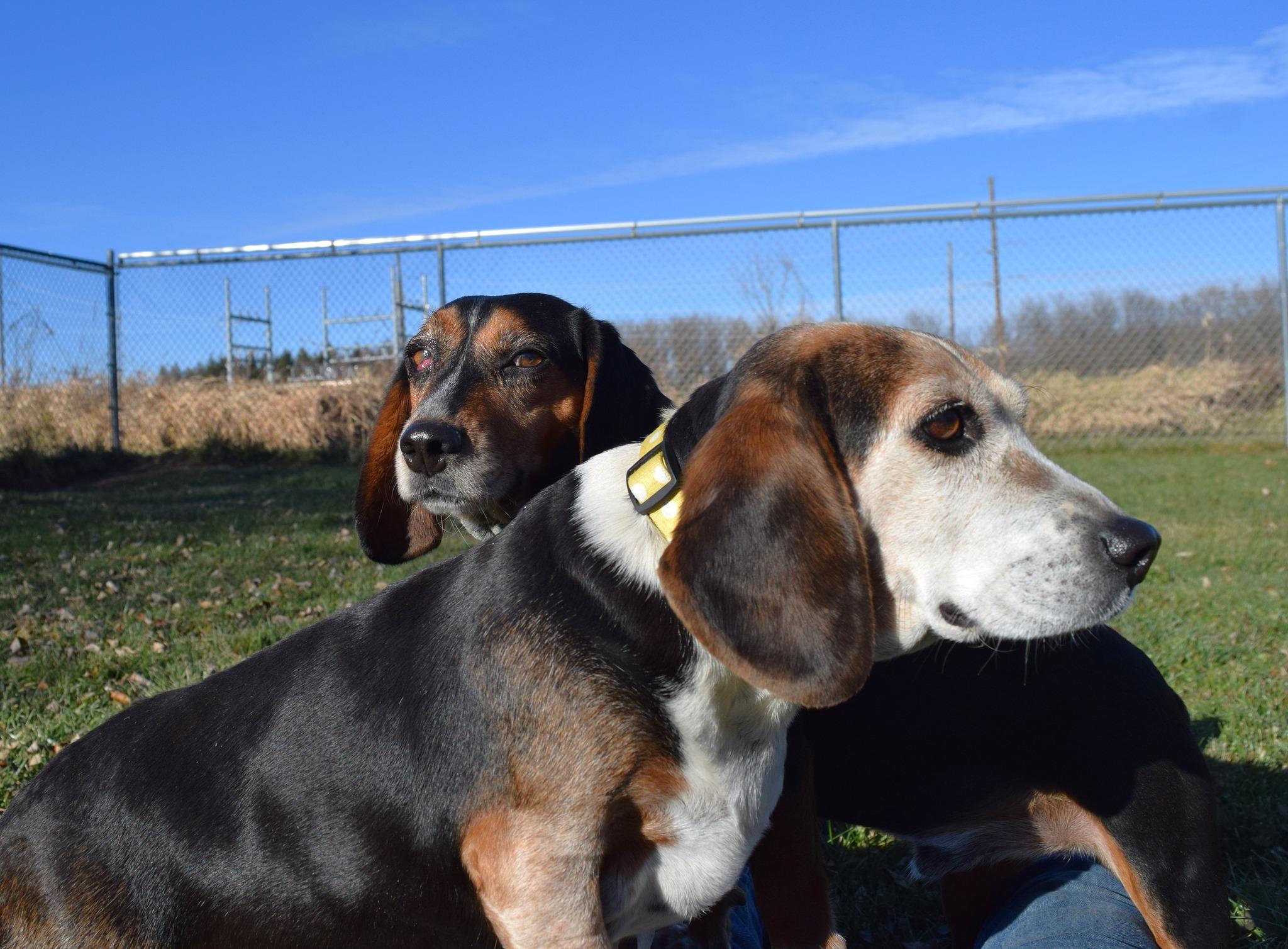 Enlarge Harlan, a Adoptable mixed breed in Tomah, WI image 3/6