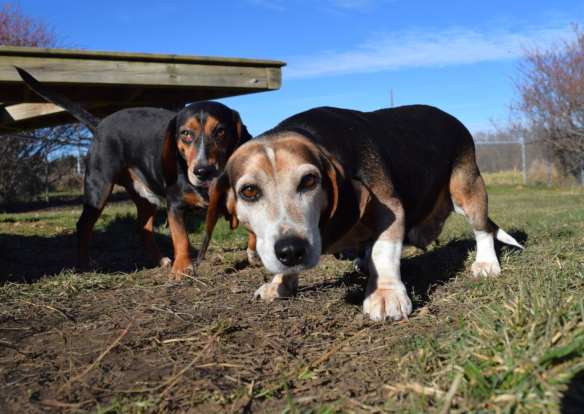 Enlarge Harlan, a Adoptable mixed breed in Tomah, WI image 4/6