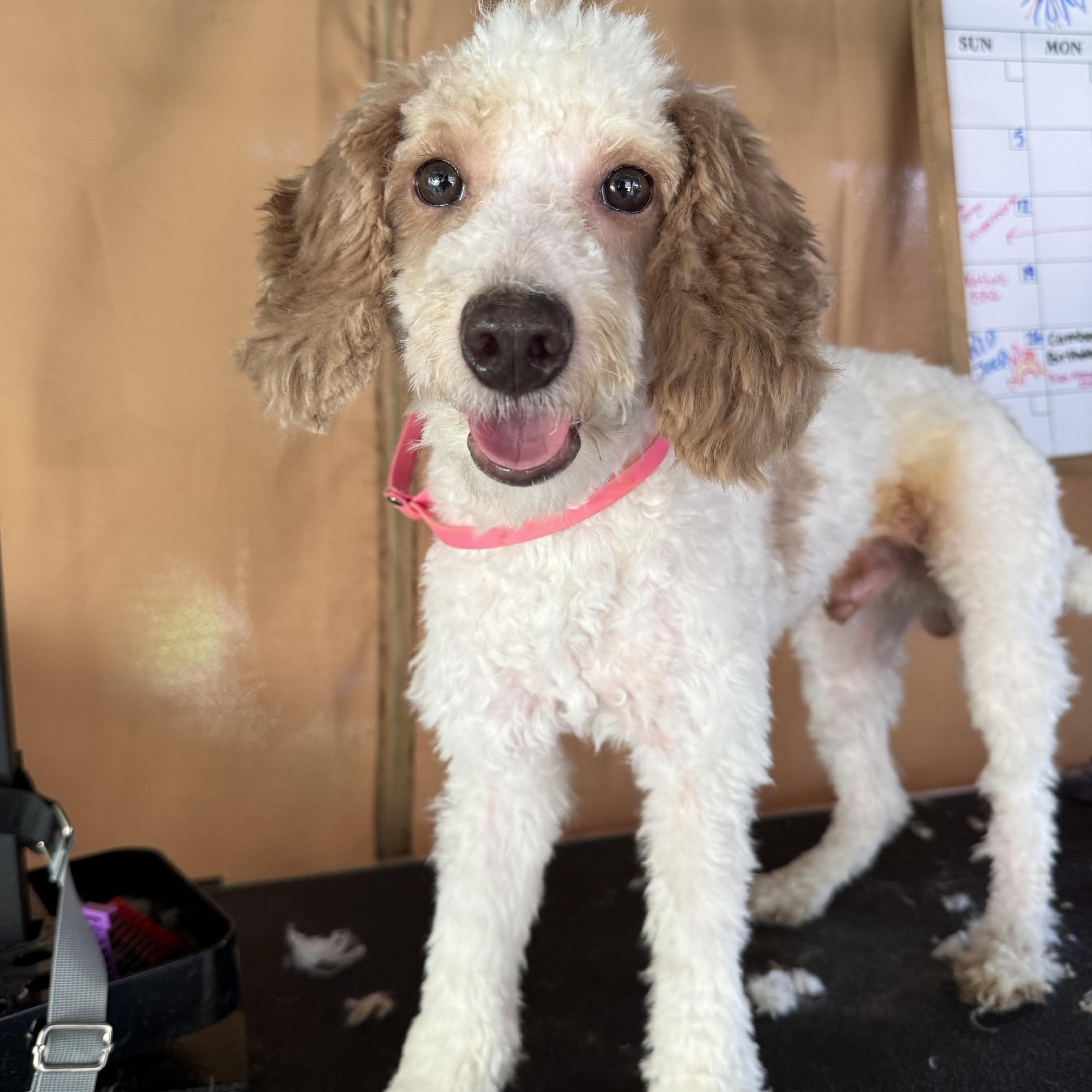 Enlarge Teddy, a ADOPTABLE Miniature Poodle in Delmar, NY image 2/3