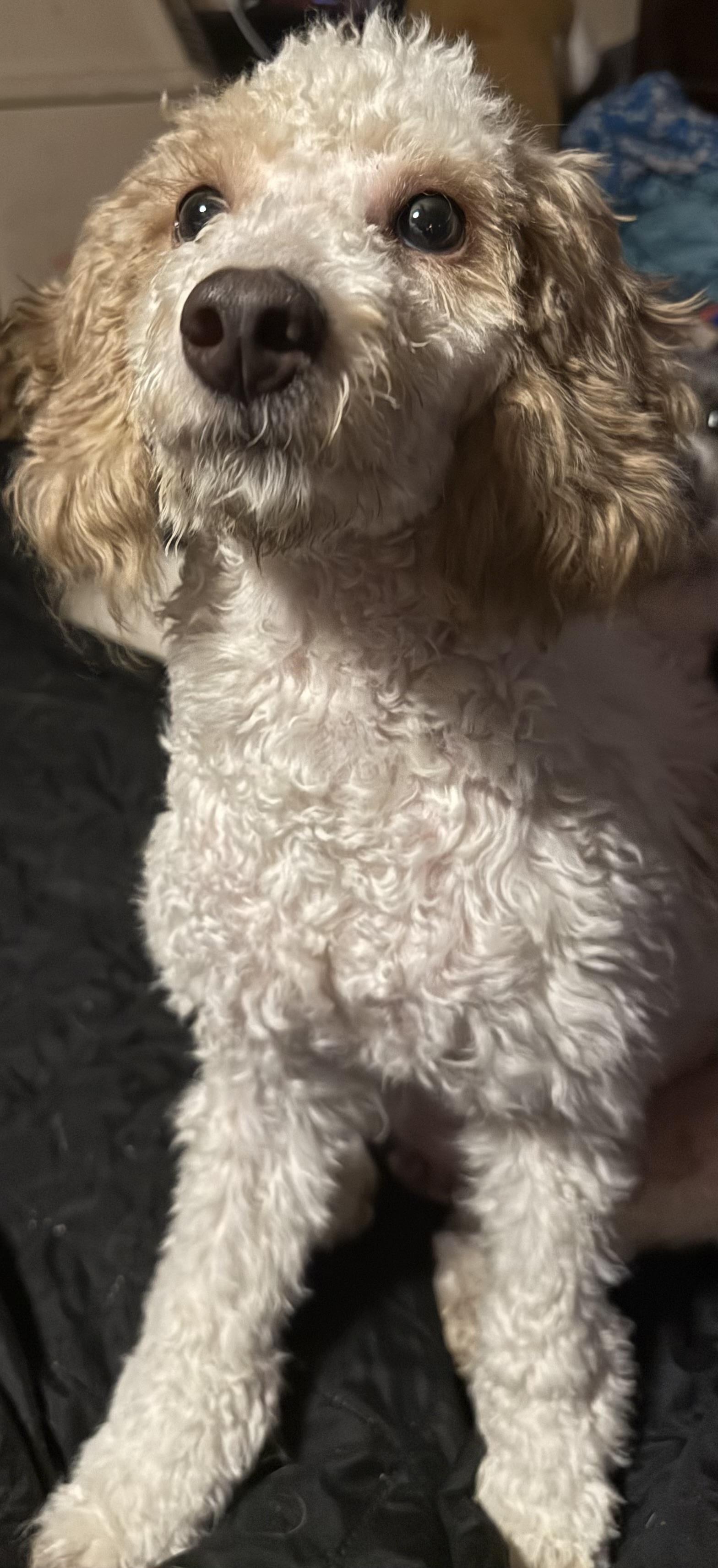 Enlarge Teddy, a ADOPTABLE Miniature Poodle in Delmar, NY image 3/3