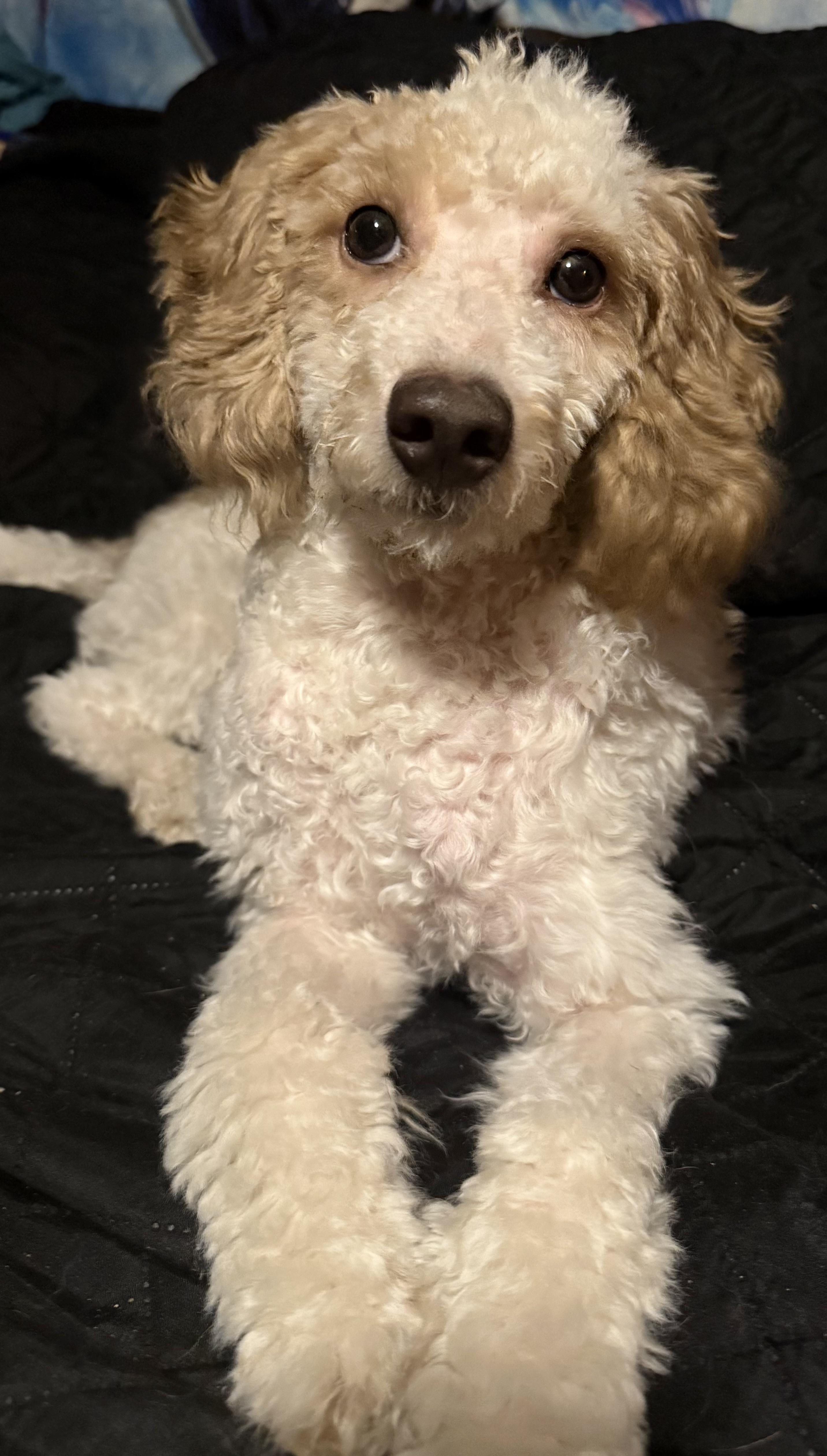 Enlarge Teddy, a ADOPTABLE Miniature Poodle in Delmar, NY image 1/3