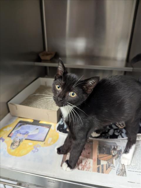 Enlarge A524701, a Adoptable Domestic Short Hair in Wilmington, NC image 1/1