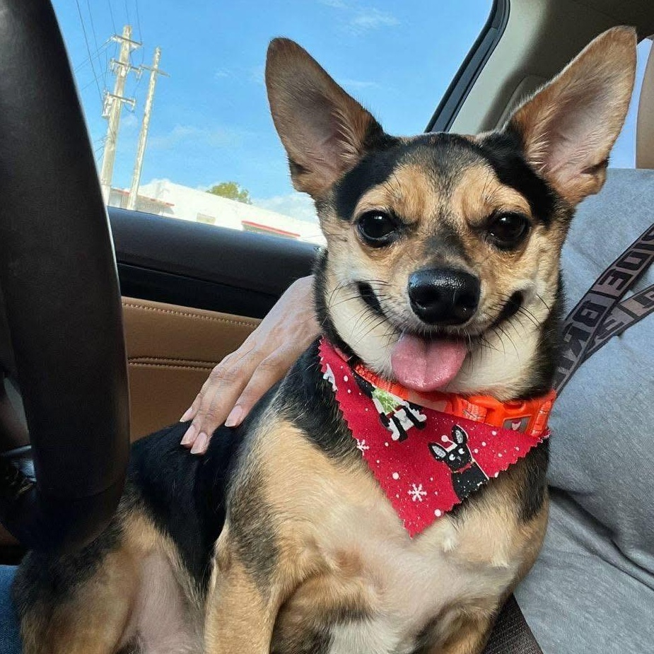 Eddie, Adopted, Adult Male Mixed Breed & Lancashire Heeler.