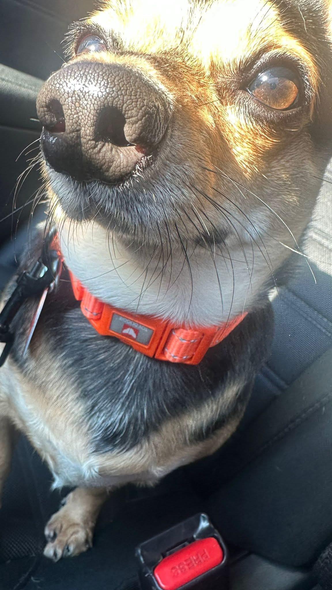 Enlarge Eddie, a Adopted mixed breed in Lawrence, MA image 4/6