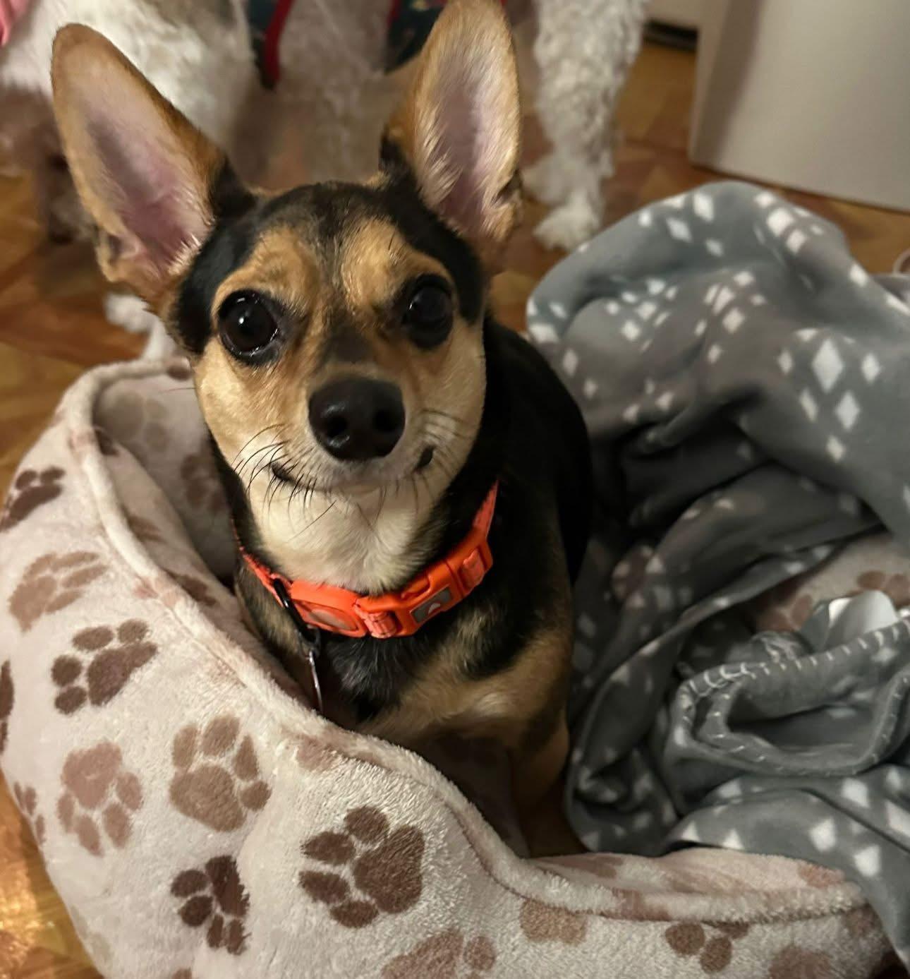 Enlarge Eddie, a Adopted mixed breed in Lawrence, MA image 2/6