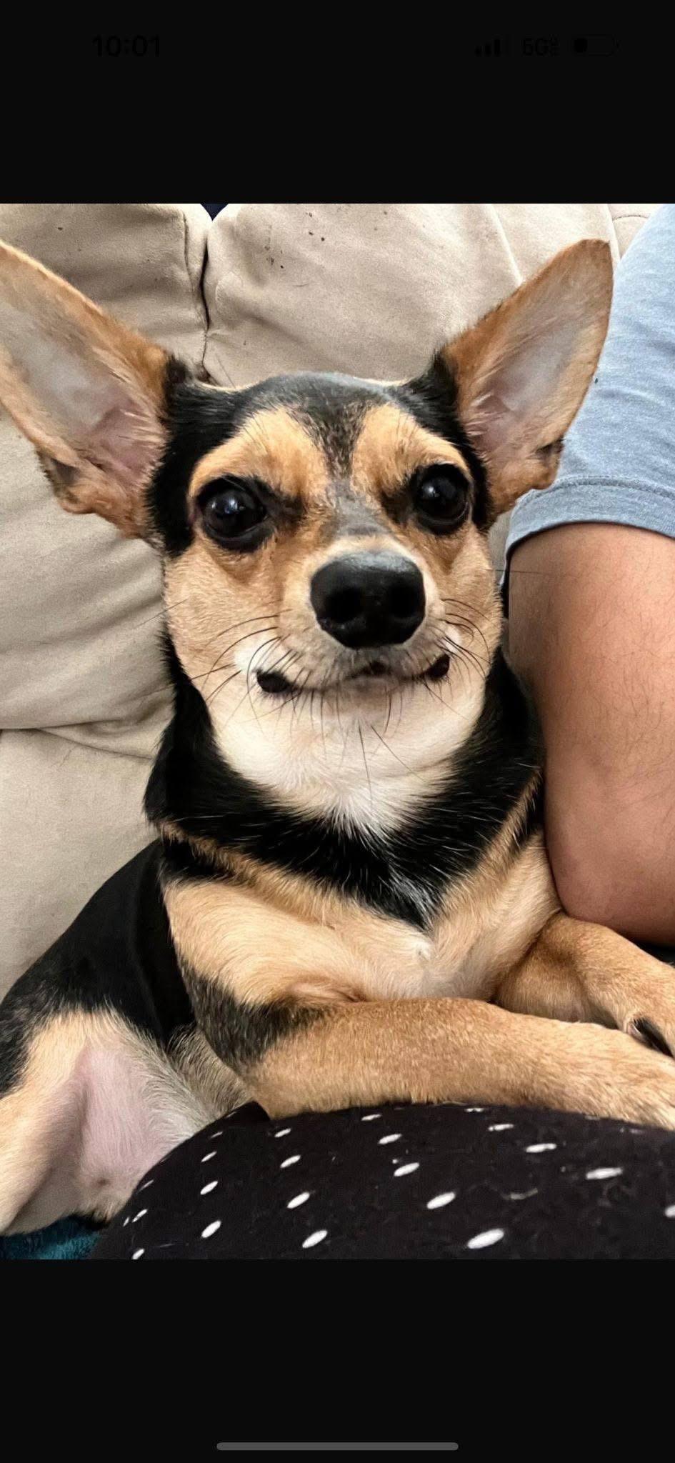 Enlarge Eddie, a Adopted mixed breed in Lawrence, MA image 6/6