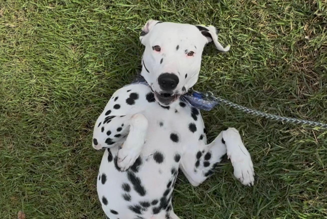 Buddy-Roseburg, OR, a Adoptable Dalmatian in Roseburg, OR image 3/6