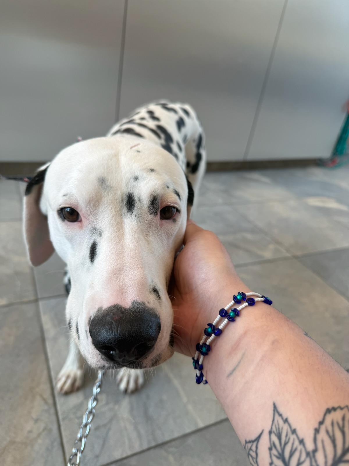 Buddy-Roseburg, OR, a Adoptable Dalmatian in Roseburg, OR image 5/6