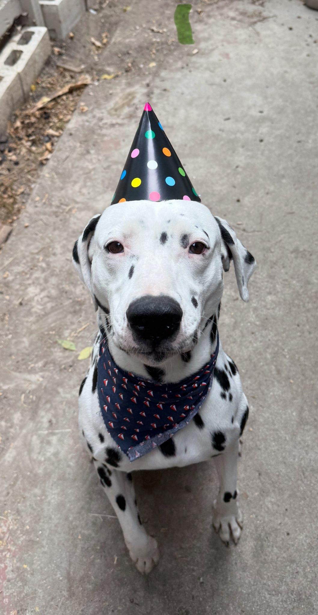Buddy-Roseburg, OR, a Adoptable Dalmatian in Roseburg, OR image 6/6