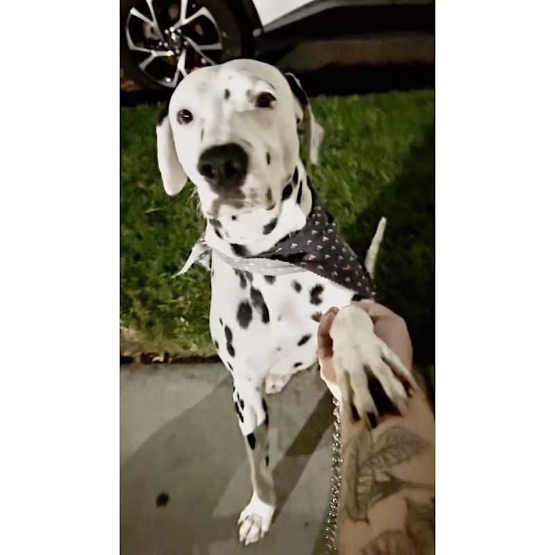 Enlarge Buddy-Roseburg, OR, a Adoptable Dalmatian in Roseburg, OR image 1/6