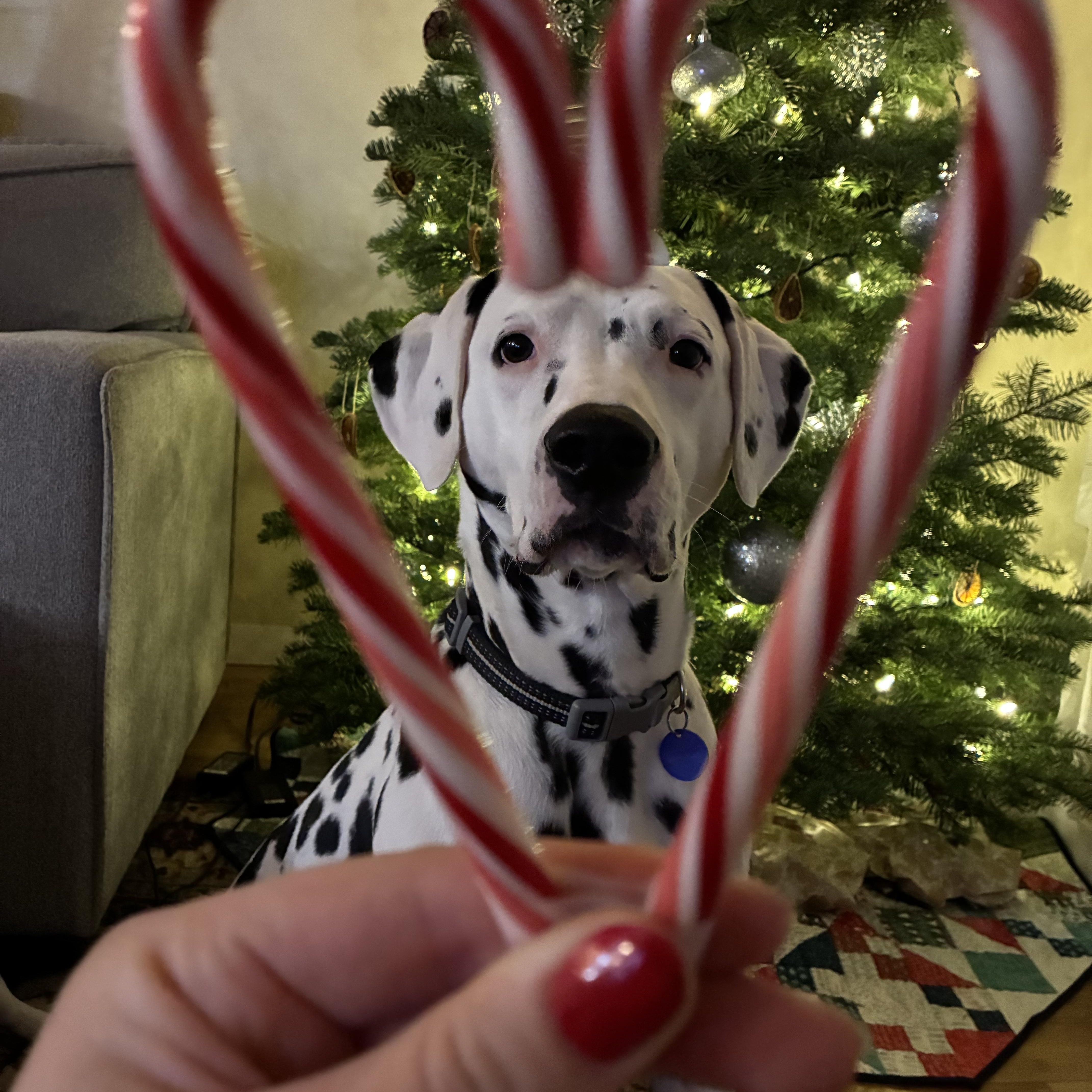 Enlarge Buddy-Roseburg, OR, a Adoptable Dalmatian in Roseburg, OR image 2/6