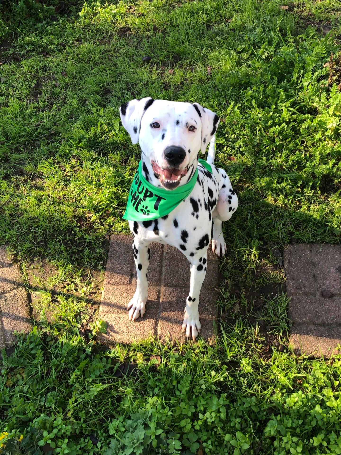 Buddy-Sacramento, CA, Adoptable, Young Male Dalmatian.
