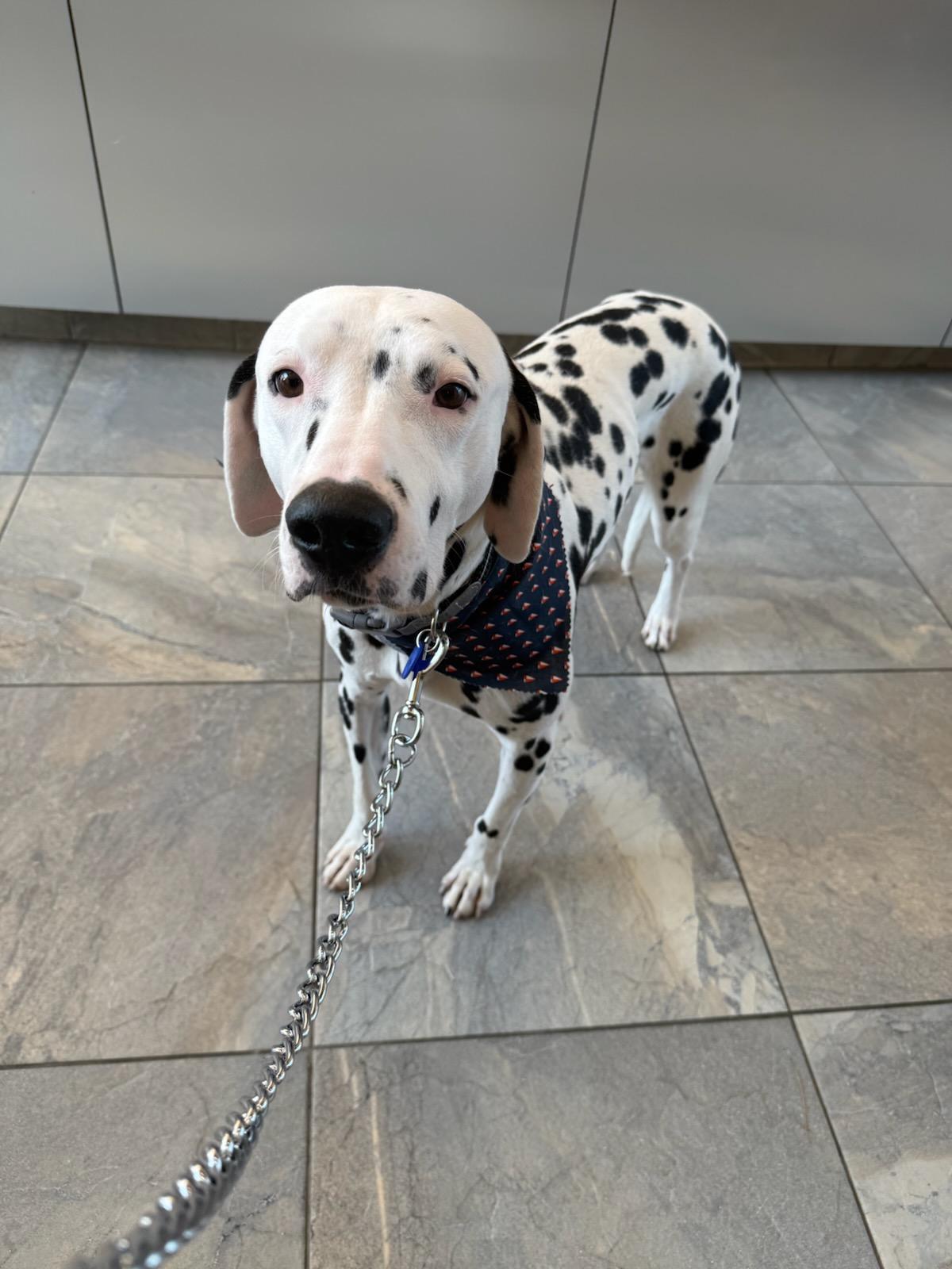 Buddy-Roseburg, OR, a Adoptable Dalmatian in Roseburg, OR image 4/6