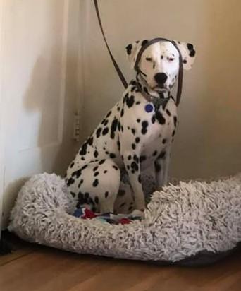 Enlarge Buddy-Sacramento, CA, a Adoptable Dalmatian in San Diego, CA image 5/6