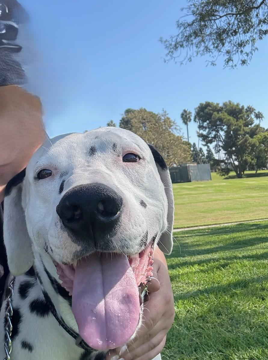 Enlarge Buddy-Roseburg, OR, a Adoptable Dalmatian in Roseburg, OR image 3/6