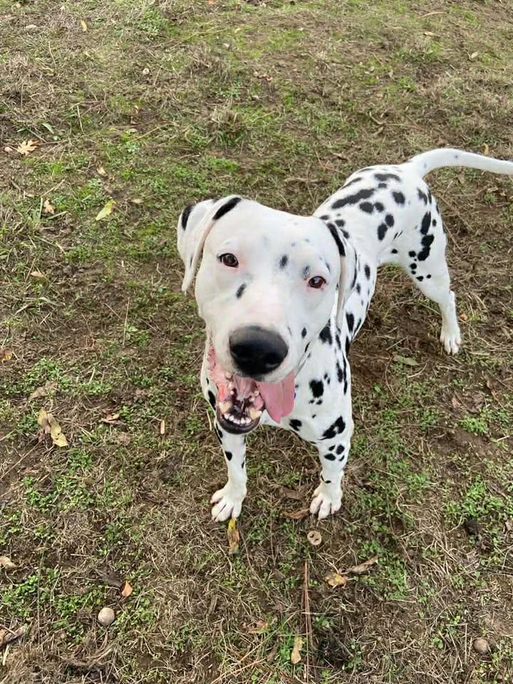 Buddy-Sacramento, CA, Adoptable, Young Male Dalmatian.