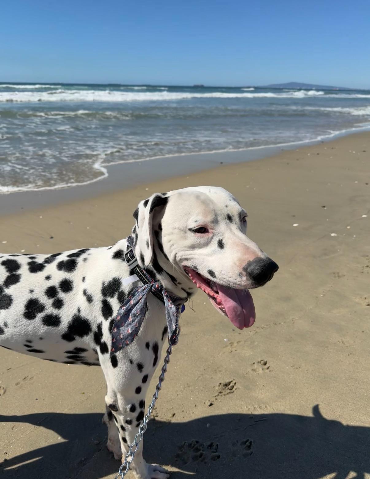 Buddy-Roseburg, OR, a Adoptable Dalmatian in Roseburg, OR image 1/6