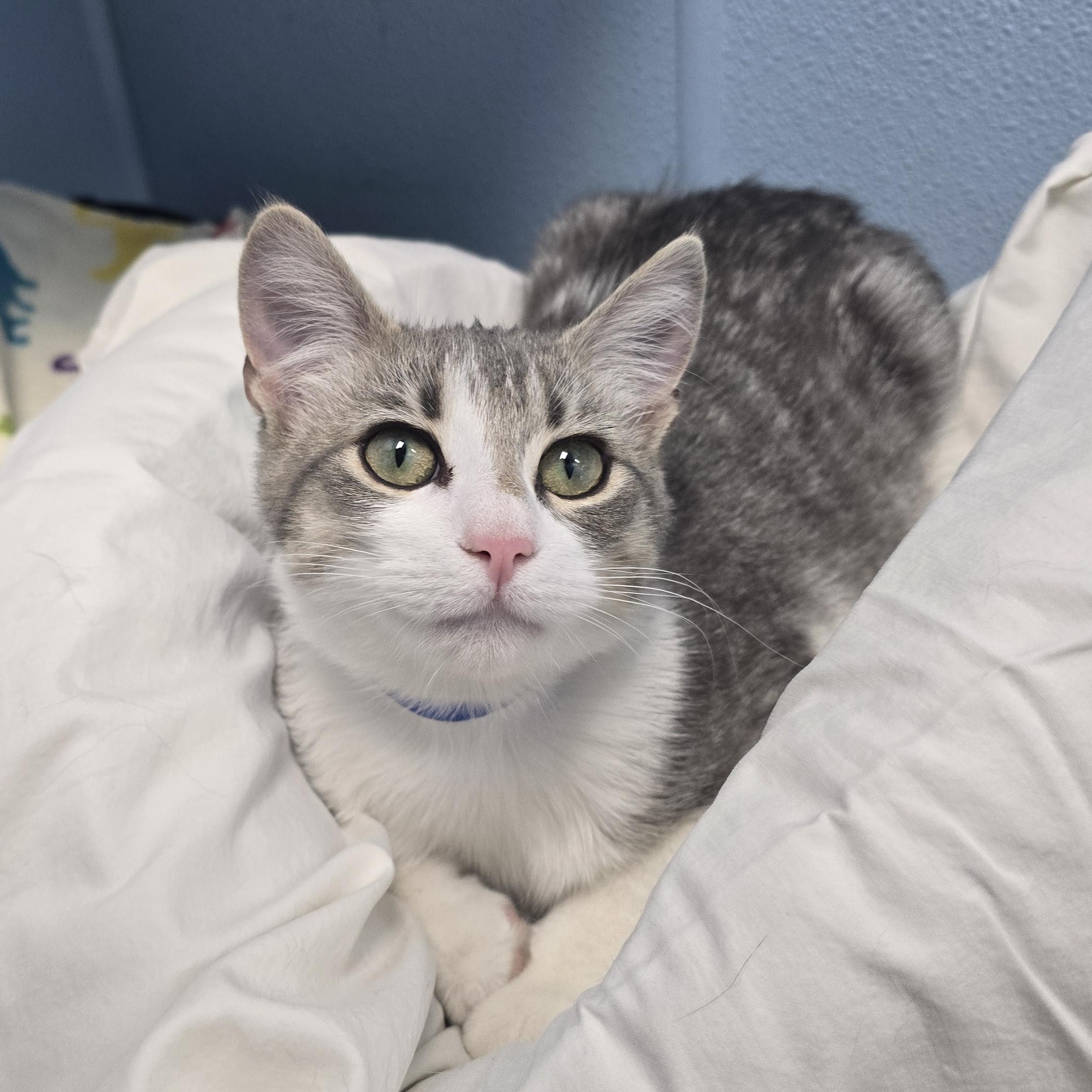 Orion, adopted, Young Male Domestic Short Hair.