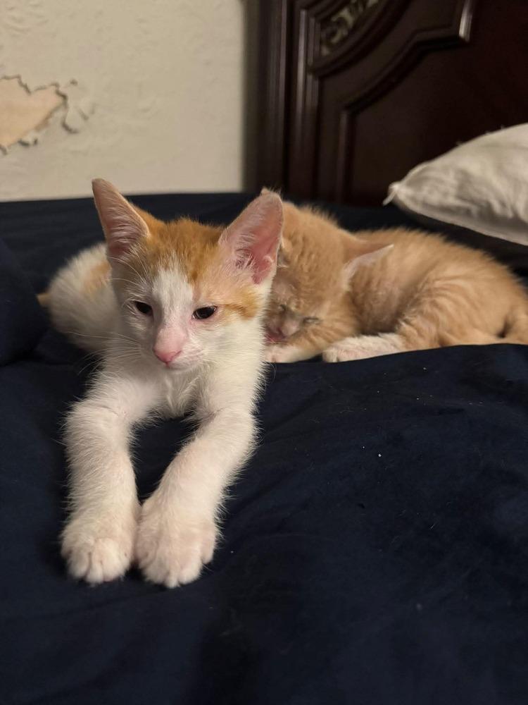 Tennessee, Adoptable, Kitten Male Domestic Short Hair.