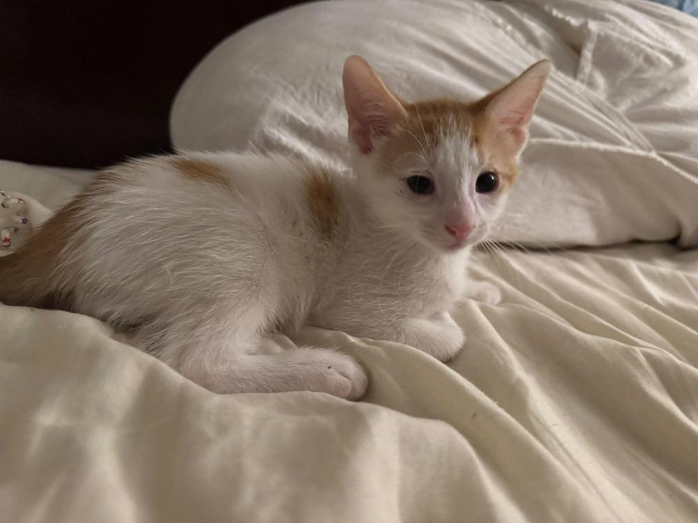 Enlarge Tennessee, a Adoptable mixed breed in Valley Stream, NY image 4/4