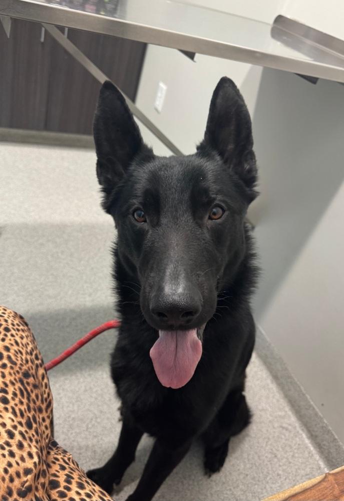 Oliver, Adoptable, Adult Male German Shepherd Dog.