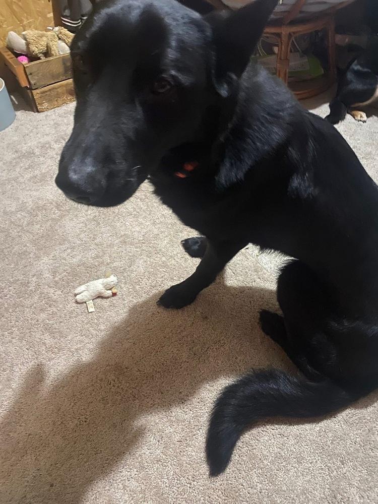 Enlarge Oliver, a Adoptable German Shepherd Dog in Warrenton, MO image 2/5