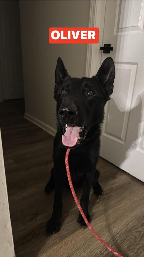 Enlarge Oliver, a Adoptable German Shepherd Dog in Warrenton, MO image 3/5