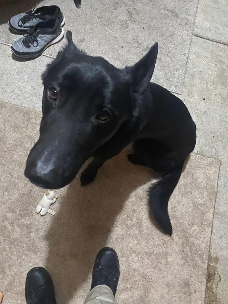 Enlarge Oliver, a Adoptable German Shepherd Dog in Warrenton, MO image 4/5