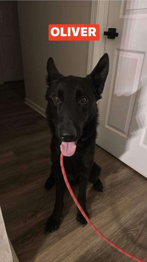 Enlarge Oliver, a Adoptable German Shepherd Dog in Warrenton, MO image 5/5