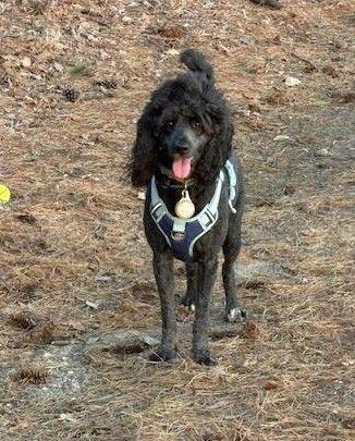 Zomi, Adoptable, Adult Female Standard Poodle.