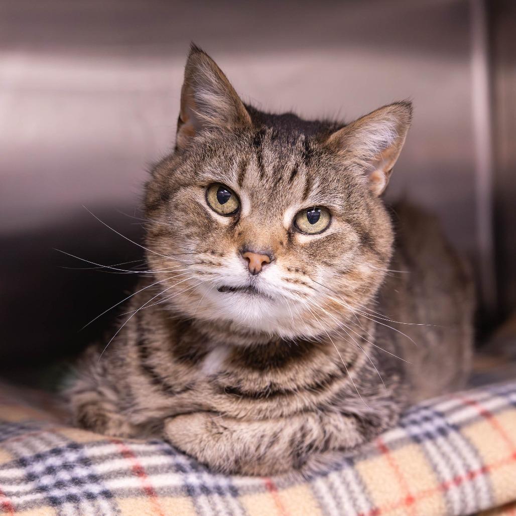 Enlarge Wrinkles, a Adoptable Domestic Short Hair in Mentor, OH image 1/2