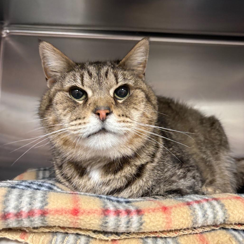 Enlarge Wrinkles, a Adoptable Domestic Short Hair in Mentor, OH image 2/2